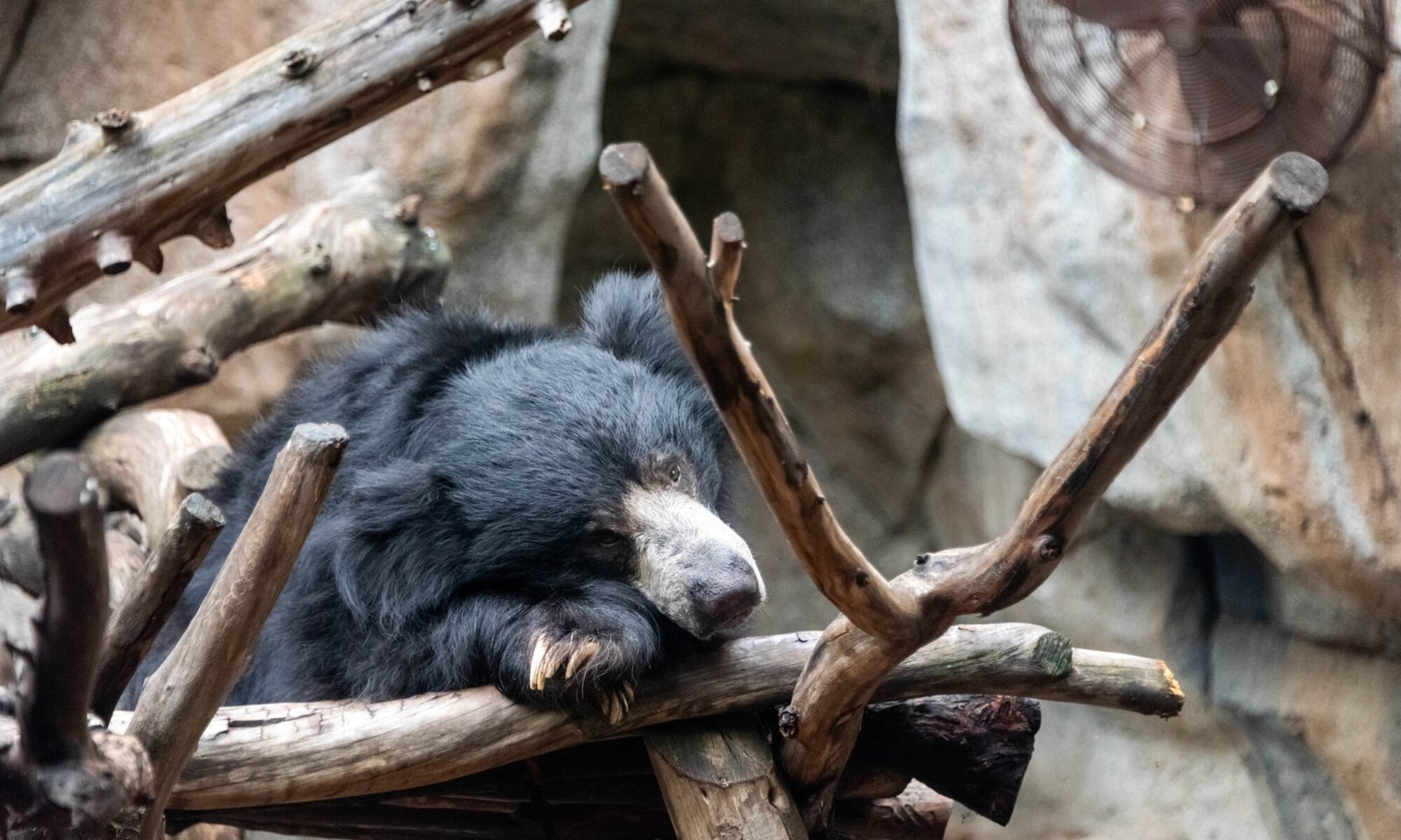 A resting sloth bear