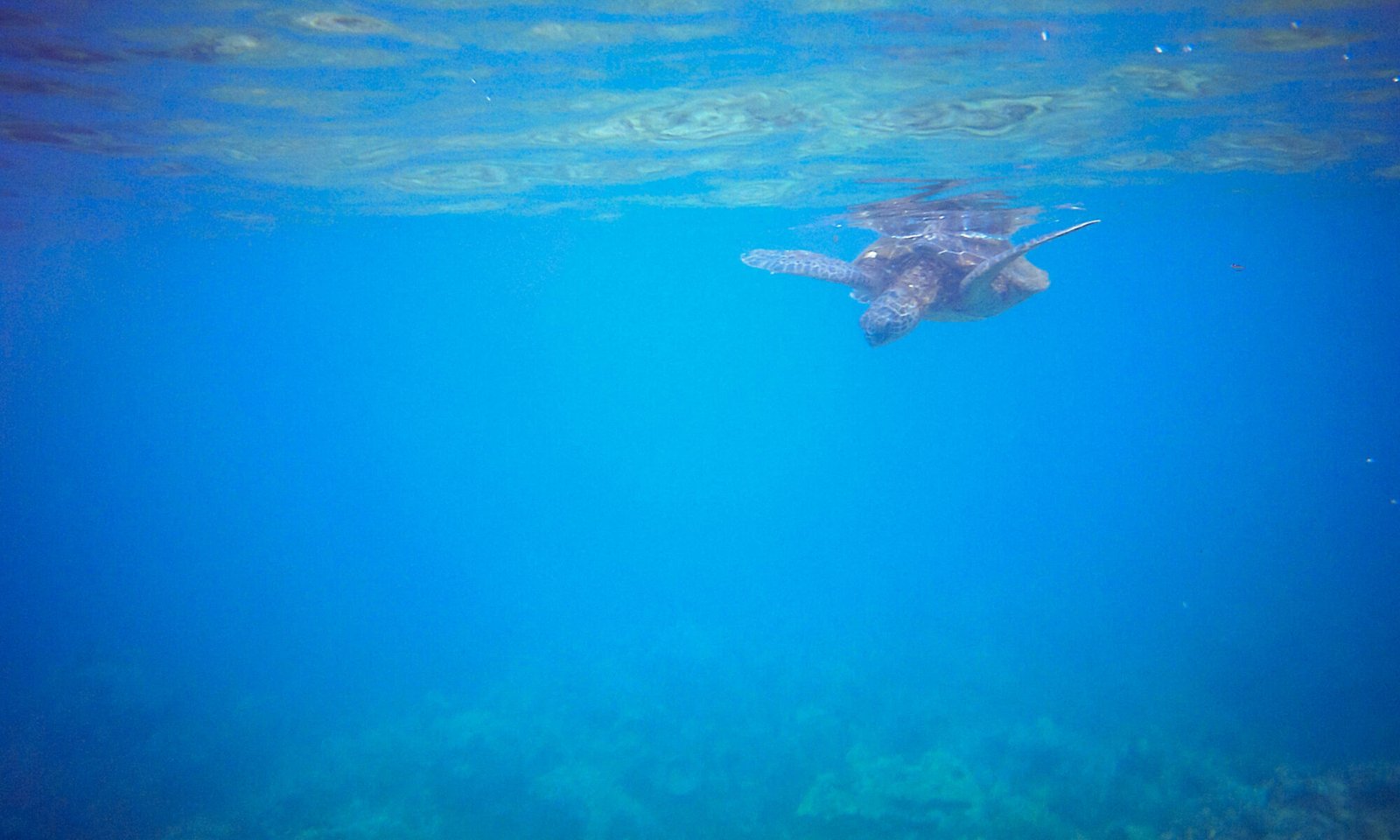 Sea Turtle